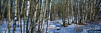 Forest of Betula pendula (Silver birch) trees in winter with snow covering the ground