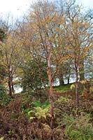 Stand of Betula utilis (Himalayan birch) at Howick Hall Arboretum, Northumberland.