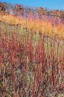 Cornus alba (red stem) & Salix alba var.vitellina 'Britzensis' (yellow) shrubs planted on a slope at the Eden Project, Cornwall