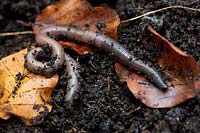 Earthworm (Lumbricus rubellus)