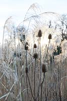 Dipsacus fullonum (teasel) and Miscanthus sinensis 'Silberfeder' (Silver grass)  seedheads backlit by winter sunlight