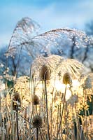 Dipsacus fullonum (teasel) and Miscanthus sinensis 'Silberfeder' (Silver grass)  seedheads backlit by winter sunlight