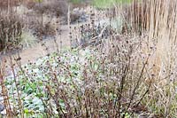 Eryngium planum 'Blauerzwerg', Calamagrostis 'Karl Foerster' and Phlomis russeliana seedheads in winter border at Cambo Garden