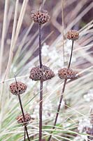Phlomis russeliana seedheads