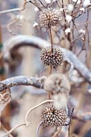 Aster ptarmicoides and Phlomis tuberosa amazone seedheads with Corylus avellana 'Contorta' contorted stems in winter