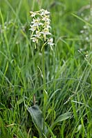 Platanthera chlorantha (Greater butterfly orchid)