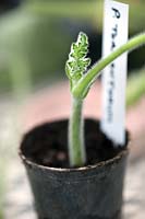 New Pelargonium tomentosum cutting in pot