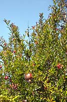 Punica granatum (pomegranate) tree with fruit