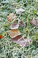 Frost covering fallen Fagus sylvatica (common beech) leaves