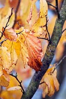 Fagus sylvatica (common beech) leaves in autumn