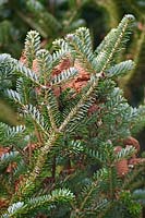Abies cv (fir) foliage and cones