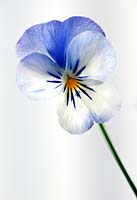 Viola cv (winter flowering pansy)