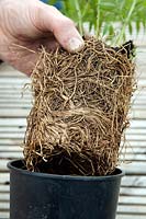 Gardener pulling a root bound plant from its pot