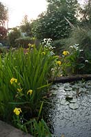 Iris pseudacorus (yellow flag iris) in pond