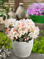 Rhododendron Dusty Miller