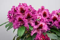 Rhododendron Hachmann's Orakel