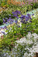 Colorful perennial garden with Aquilegia Hensol Harebell