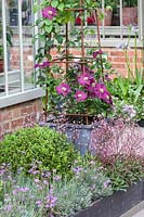 Perennial border with a Clematis in a plant container