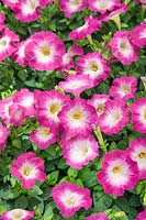 Petunia Picobella ™ Rose Morn