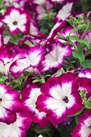 Petunia Sanguna ® Patio Twirl Purple