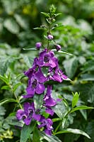 Angelonia Carita Purple
