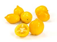 Solanum Citrina