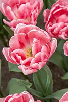 Tulipa Double Early Foxtrot