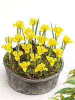 Iris danfordiae in bowl