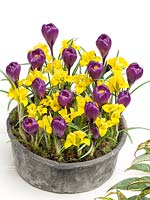 Flower bulb mix with Crocus and Iris in bowl
