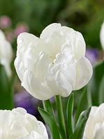 Tulipa Double Early White Foxtrot