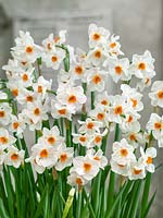 Narcissus tazetta Cragford
