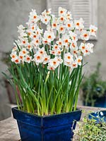 Narcissus tazetta Cragford in pot