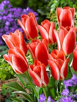 Tulipa greigii Mother's Love