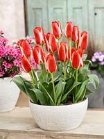 Tulipa greigii Mother's Love in pot