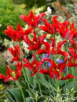 Tulipa viridiflora Pimpernel