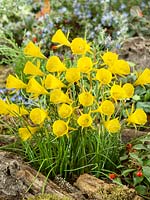 Narcissus bulbocodium Conspicuus