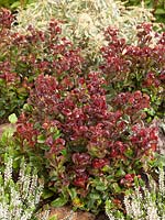 Leucothoe Curly Red ®