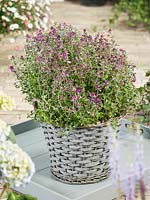 Thymus Foxley in pot