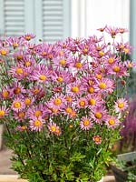 Chrysanthemum Clara Curtis