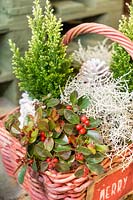 Christmas plant container with Gaultheria