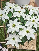 Euphorbia Princettia ® Pure White