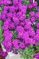 Verbena Tapien ®  Bouquet Purple