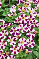 Petunia Cascadias ™ Bicolor Cabernet