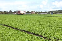 Spinacia oleracea, field