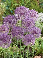 Allium Violet Beauty