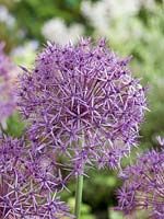 Allium Violet Beauty