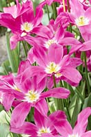 Tulipa Lily Flowered Maggie Daley