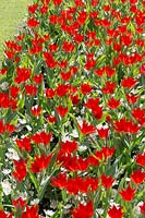 Tulipa praestans Fusilier