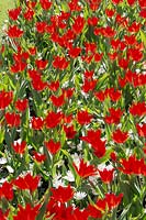 Tulipa praestans Fusilier