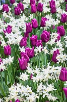 Tulipa Triumph Passionale and Narcissus Toto